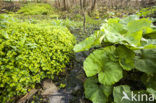 Goudveil (Chrysosplenium spec.)