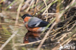 Goudvink (Pyrrhula pyrrhula)