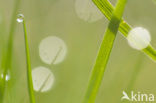 Grass