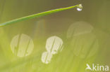 Grass
