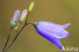 Grasklokje (Campanula rotundifolia)