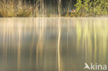 Grauwe Gans (Anser anser)