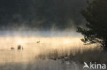Grey Lag-Goose (Anser anser)