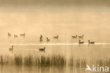 Grey Lag-Goose (Anser anser)