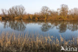 hoary willow (Salix elaeagnos)