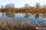 Grijze wilg (Salix elaeagnos)