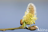 Grijze wilg (Salix elaeagnos)
