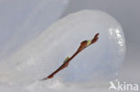 hoary willow (Salix elaeagnos)