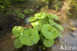 Groot hoefblad (Petasites hybridus)