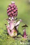 Groot hoefblad (Petasites hybridus)