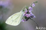 Groot koolwitje (Pieris brassicae)