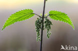 Stinging Nettle (Urtica dioica)