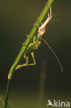 Grote groene sabelsprinkhaan (Tettigonia viridissima)