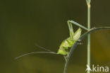 Grote groene sabelsprinkhaan (Tettigonia viridissima)