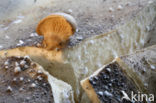Sweetbread Mushroom