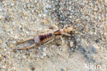 Striped Earwig (Labidura riparia)