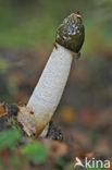 Grote stinkzwam (Phallus impudicus)