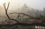 Grove den (Pinus sylvestris)