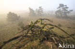 Scots Pine (Pinus sylvestris)