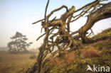 Grove den (Pinus sylvestris)