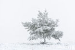 Scots Pine (Pinus sylvestris)