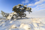 Grove den (Pinus sylvestris)