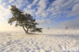 Grove den (Pinus sylvestris)