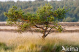 Scots Pine (Pinus sylvestris)