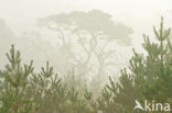 Scots Pine (Pinus sylvestris)