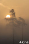Scots Pine (Pinus sylvestris)