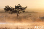 Scots Pine (Pinus sylvestris)
