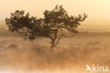 Scots Pine (Pinus sylvestris)