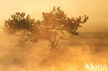Scots Pine (Pinus sylvestris)