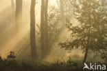 Scots Pine (Pinus sylvestris)