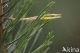 Scots Pine (Pinus sylvestris)
