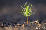 Scots Pine (Pinus sylvestris)