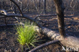 Grove den (Pinus sylvestris)