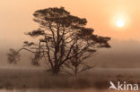 Grove den (Pinus sylvestris)