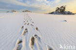 Grove den (Pinus sylvestris)