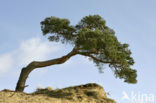 Scots Pine (Pinus sylvestris)