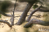 Scots Pine (Pinus sylvestris)
