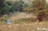 Scots Pine (Pinus sylvestris)