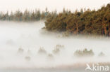Scots Pine (Pinus sylvestris)