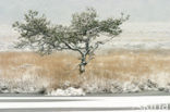 Grove den (Pinus sylvestris)