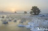 Scots Pine (Pinus sylvestris)