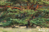 Grove den (Pinus sylvestris)