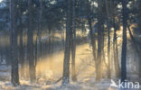 Grove den (Pinus sylvestris)