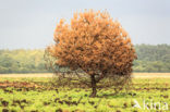 Scots Pine (Pinus sylvestris)