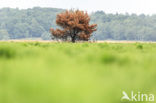 Scots Pine (Pinus sylvestris)