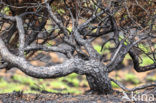 Scots Pine (Pinus sylvestris)